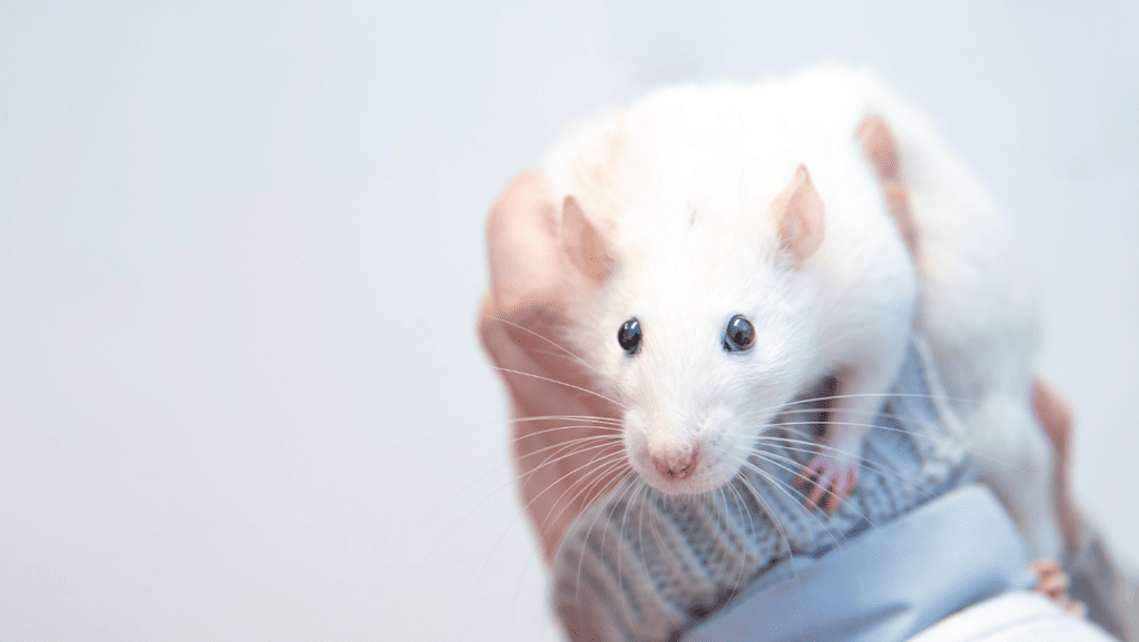 What Animals Are Being Tested On For Beauty Experiments?
