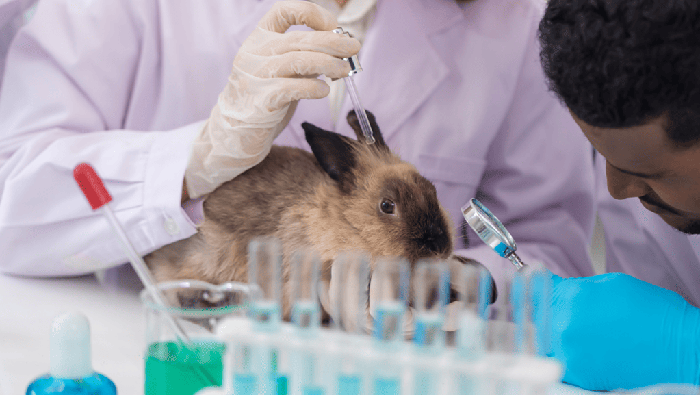 What Animals Are Being Tested On For Beauty Experiments?