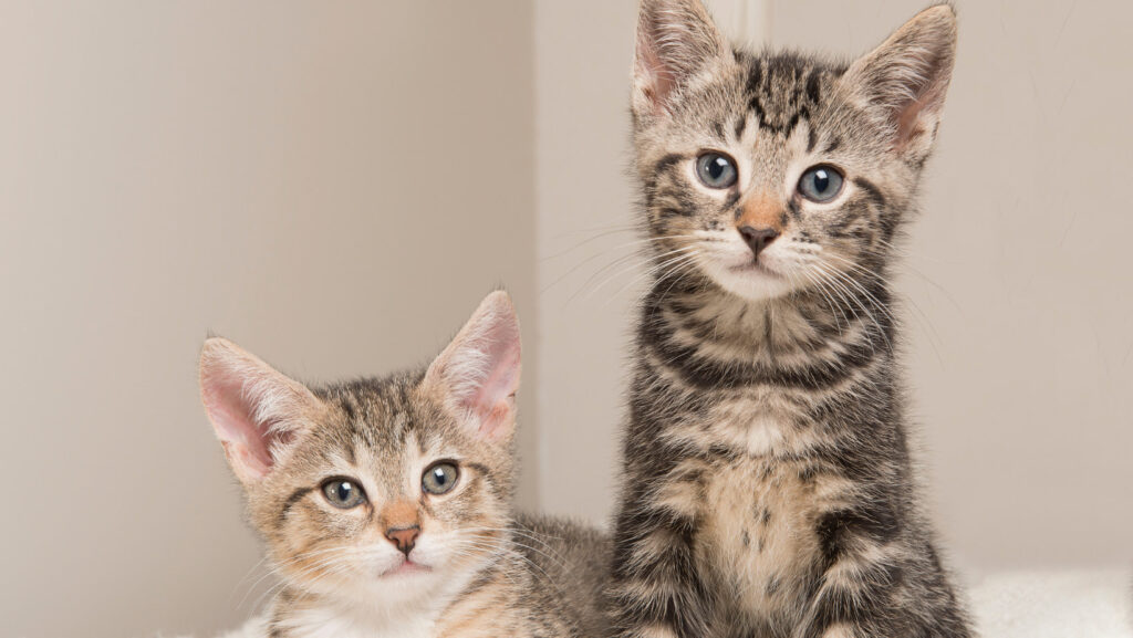How Parent Companies Impact Cruelty-Free Brands, Can A Brand Be Cruelty-Free If Its Parent Tests On Animals