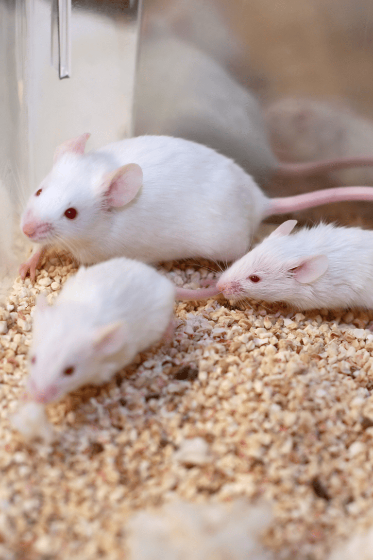 What Are The Current Alternatives To Animal Testing? The Top Methods