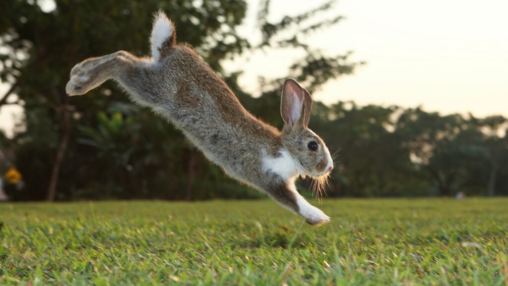 Benefits Of Cruelty-Free Cosmetics