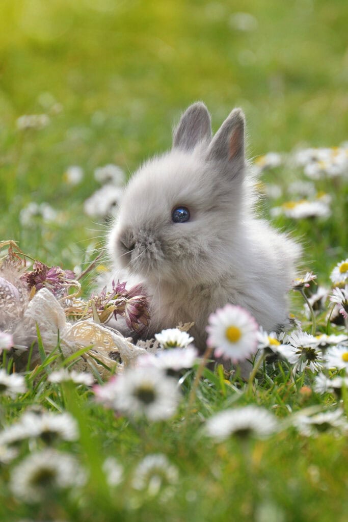 Benefits Of Cruelty-Free Cosmetics