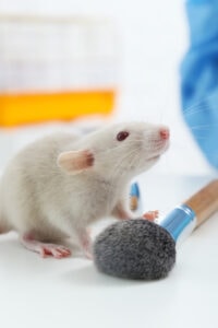 Reversal Of The Uk Animal Testing Ban: The Uk Did What?!