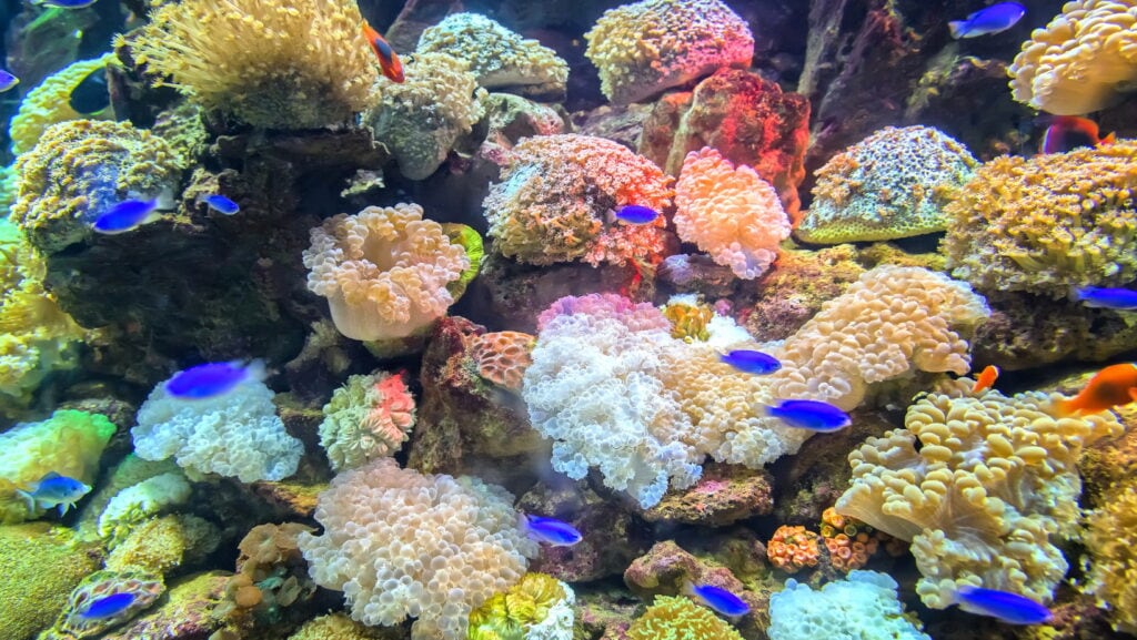 Reef-Safe Sunscreens