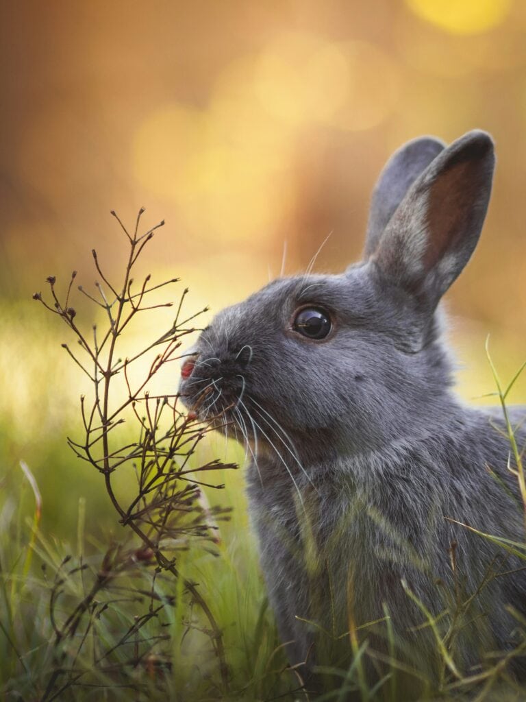 How To Go Completely Cruelty-Free: An Easy Starter Guide